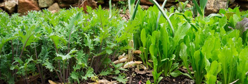 Russian Red Kale and a variety of heirloom Italian Chicory growing at Tyrant Farms.