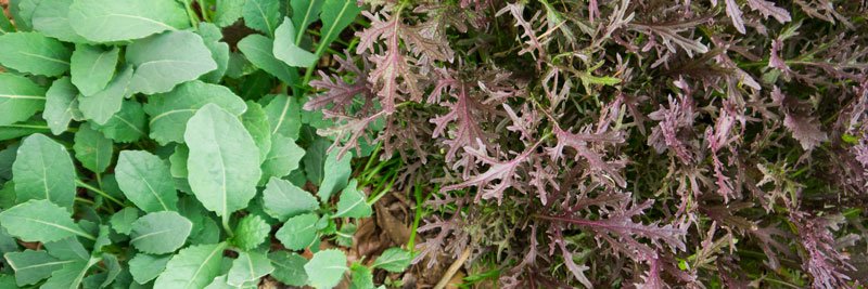 Lacinato Dinosaur Kale and Red Mizuna Mustard Greens at Tyrant Farms.
