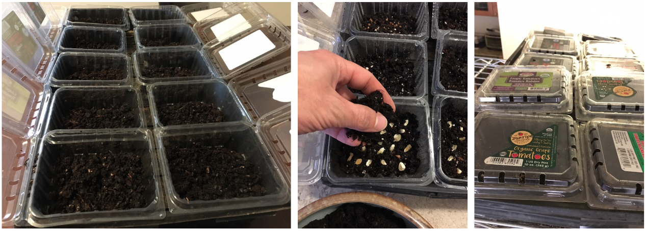 Steps 1-6 below. We used old clamshell containers from the grocery store to grow this round of microgreens. Each container held a different seed variety that we labeled on the lid.