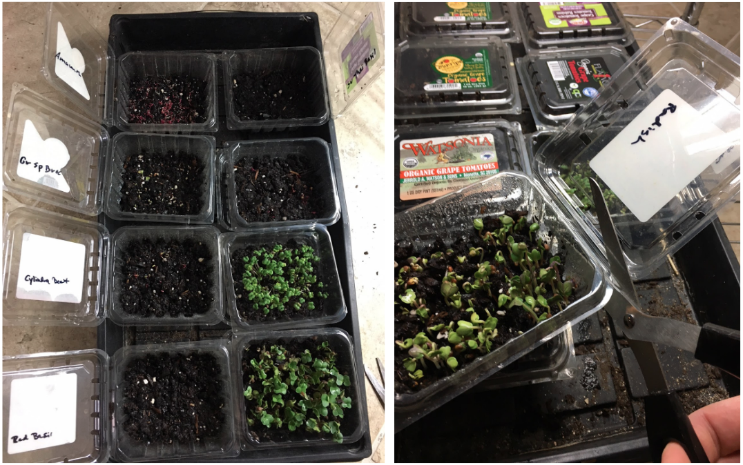 Germination! Time to uncover them and get them into the light. Since the open lids on the clamshell containers made them difficult to fit under our grow lights, we cut them off and stuck them underneath the corresponding variety so we could remember what each variety was.