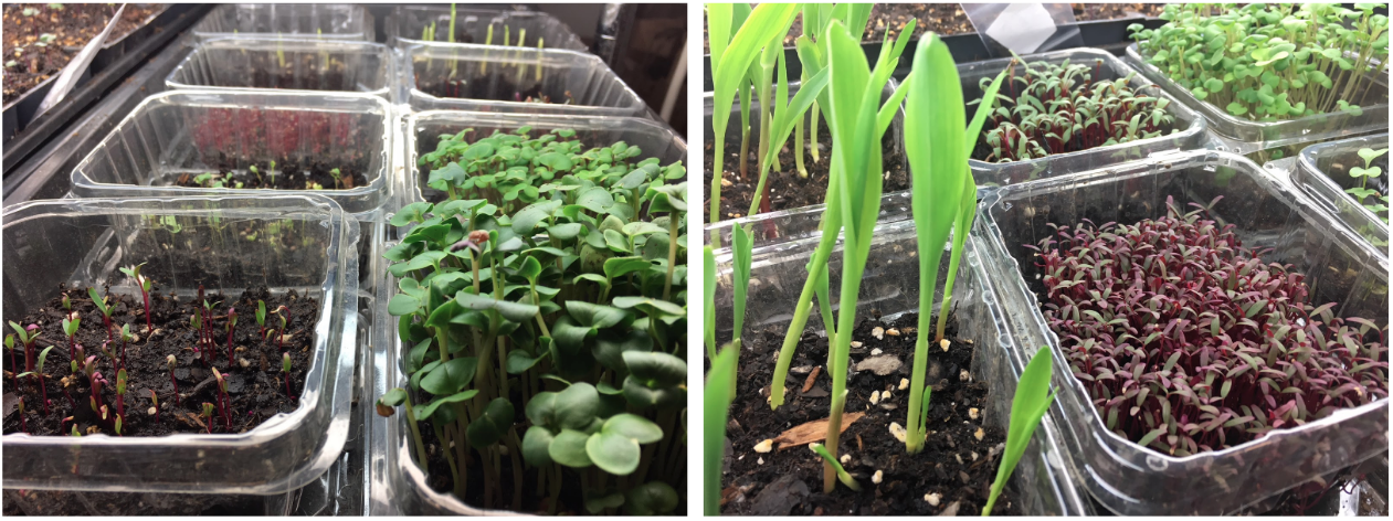 Microgreens at various stages in their growth cycle. We grew radishes, sprouting broccoli, broccoli raab, corn, two different beet varieties, amaranth, and two different basil varieties. By far the fastest to grow were the radishes. We moved the basil and corn on to a heat mat to get faster germination.