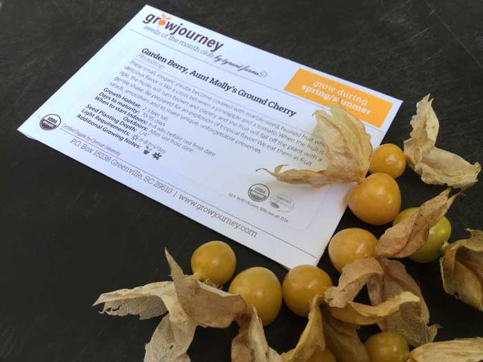 Good things sometimes come in small packages! Ground cherries were the fruit that originally made us fall in love with heirloom seeds.