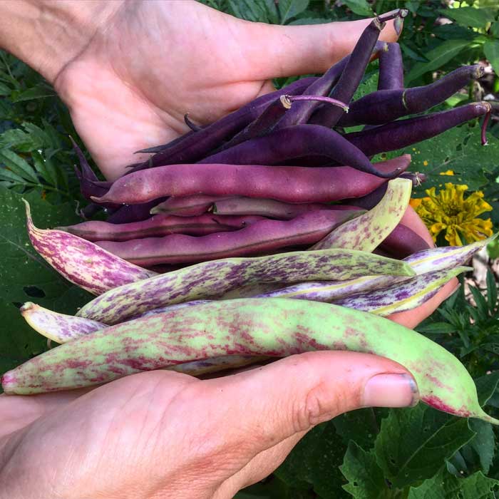 Heirloom beans from our garden. A beautiful diversity of shapes, sizes, colors and tastes.