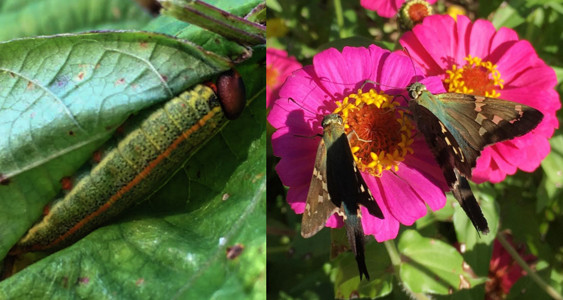 It's hard to believe that the larva/caterpillar (left) munching on this bean leaf will turn out to be such a gorgeous adult. The adults (right) are called long-tailed skippers (Urbanus proteus), seen here foraging nectar on zinnias. If you have a healthy ecosystem, they never proliferate to the point of becoming serious pests.
