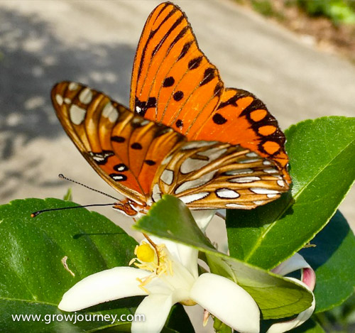 A Gulf fritillary butterfly visiting a Meyer lemon blossom. www.GrowJourney.com