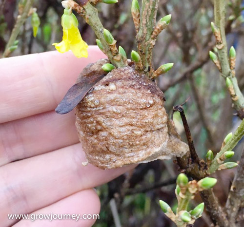 A Chinese mantis egg case, which looks a good bit different than the egg case of the native Carolina mantis. www.GrowJourney.com