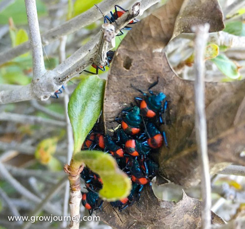 OMG! It's an infestation...of good predators. This is what the nymphs of Florida Predatory stinkbugs look like. Their range is the southeastern United States. If you're a pest insect reading this article, you should be terrified right now. www.GrowJourney.com
