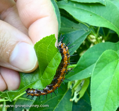 Do you want to conquer and destroy this frightening looking creature? This is the larvae of the Gulf fritillary butterfly on its host plant, native passion fruit (Passiflora incarnata). www.GrowJourney.com