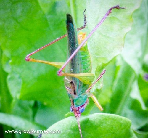 Am I good or bad? The aptly named Handsome Meadow katydid (Orchelimum pulchellum) loves to munch on leaves, but it's also a great food source for lots of other critters. Would you go to a restaurant that didn't serve food? Will predatory insects live in your yard if there are no pest insects to eat? www.GrowJourney.com