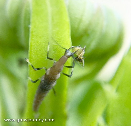 The tiny larvae of a lacewing moth eating an even tinier aphid. If you've ever seen a gorgeous white or light green moth that resembles a fairy, you've seen a lacewing moth. The larvae are predators, the adults are not. www.GrowJourney.com