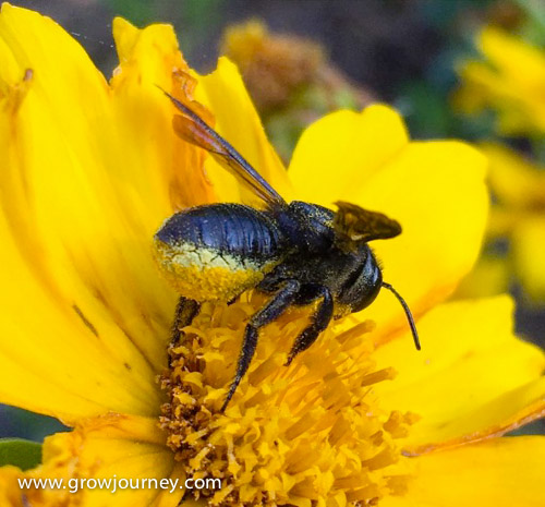 This is a Megachile xylocopoides bee. Notice how it stores the pollen it forages on its abdomen rather than as pollen baskets on its hind legs like many other bees. It's a digger bee that likely has dug a hole in the ground nearby where she'll make individual cells for each of her eggs, with a ball of pollen stored inside to feed the larvae a they grow. Another reason not to till your soil is to provide safe breeding habitat for all the native ground-dwelling bees.