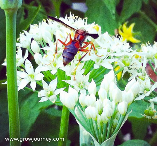 Wasps aren't just great pollinators (this one is foraging chive flowers), they're also great predators. There are nests of paper wasps under our porches and we're happy to have them. They have zero interest in stinging us because we're not food, just big goofy creatures that occasionally walk around in their hunting and foraging grounds. www.GrowJourney.com