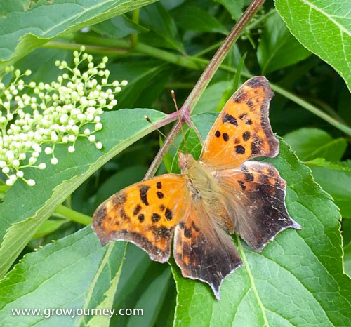 A Question Mark butterfly (Polygonia interrogationis) on an elderberry bush. www.GrowJourney.com