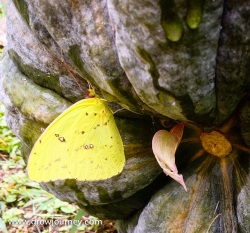 A stunning Cloudless Giant Sulphur butterfly (Phoebis sennae) drying its wings after emerging from its chrysalis (the pink thingie) on the underside of a pumpkin. www.GrowJourney.com