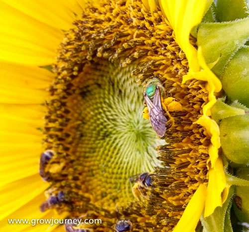A beautiful species of native bees (Agapostemon splendens) foraging on sunflowers (a plant which is also native to the Americas). The thousands of species of native bees don't get as much attention as honeybees, but their populations are in steep decline in the US due to loss of habitat, intensive farming, pesticide use, and other factors. = www.GrowJourney.com
