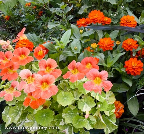 Variegated nasturtiums, dwarf zinnias, marigolds and other flowering plants grace the front of a garden bed.