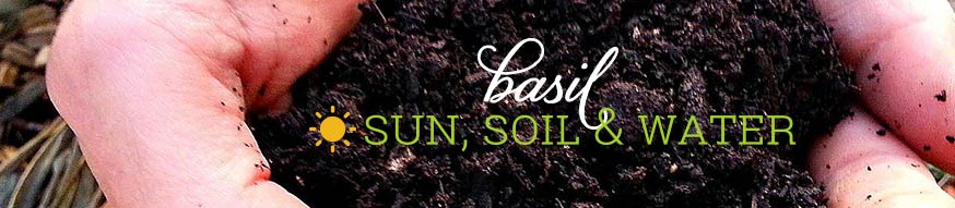 Planting basil - sun, soil, and water needs