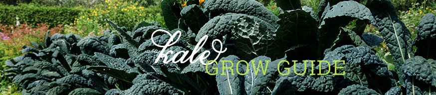 kale-grow-guide