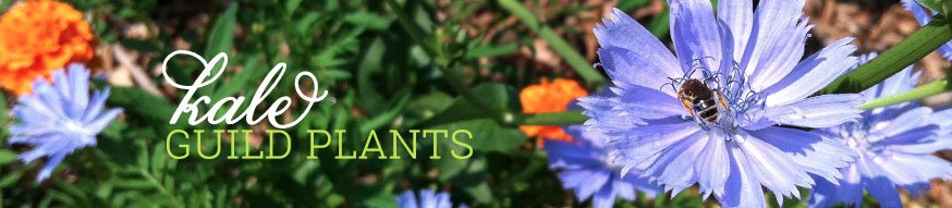 kale-guild-plants