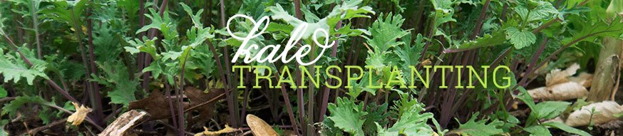 kale-transplanting