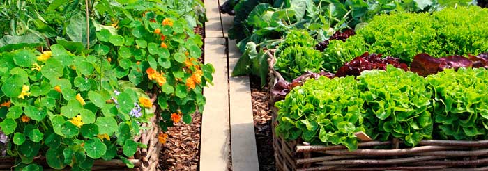 Remember: start small and start now. Each small victory energizes you to move forward. After a few years of incremental, iterative progress, you'll look at your garden and say: