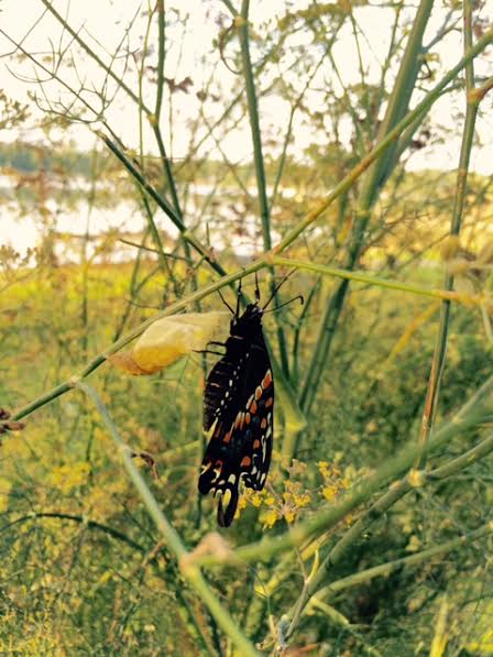 A black swallowtail just emerging from its chrysalis (the yellow papery object just to the left of its body) on a fennel plant.