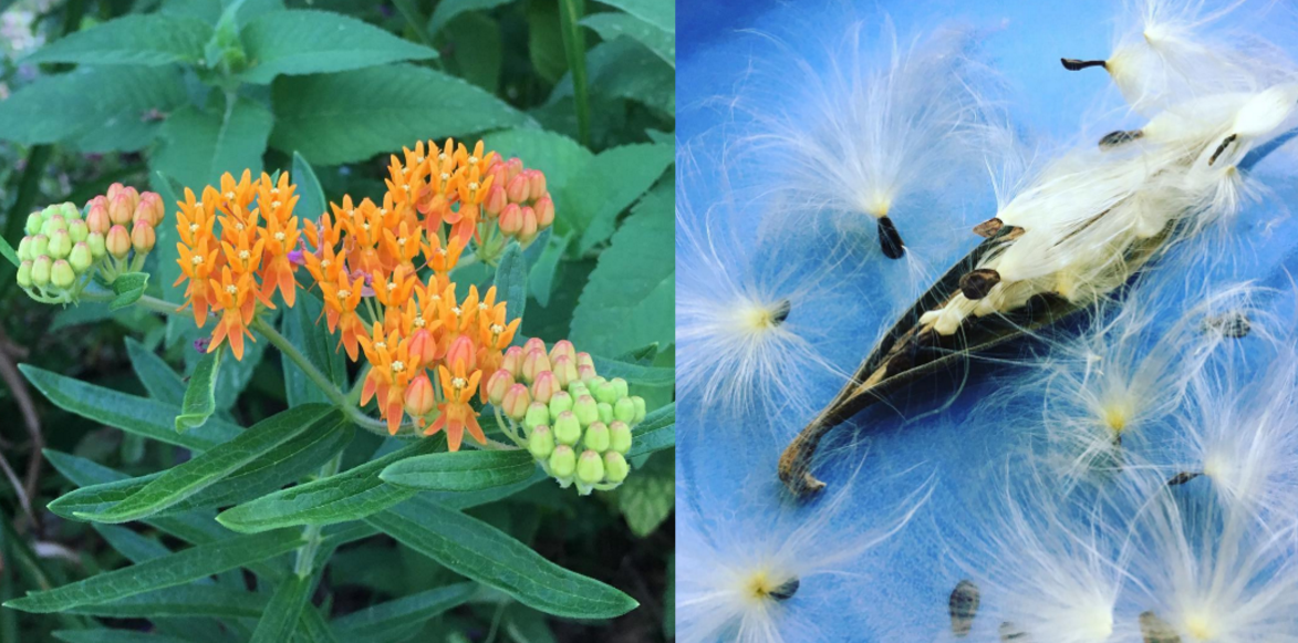 Milkweed (specifically Asclepius tuberosa) flowers on the left and seed pod/seeds on the right. This beautiful flowering plant is critical to the survival of Monarch butterflies - it's their larval host plant. Monarchs are projected to go extinct in the next two decades if current population decline trends continue.