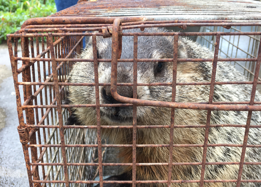 Sure, groundhogs are cute. They can also eat 1.5 pounds of veggies each day. how to get rid of groundhogs / how to get rid of garden pests 