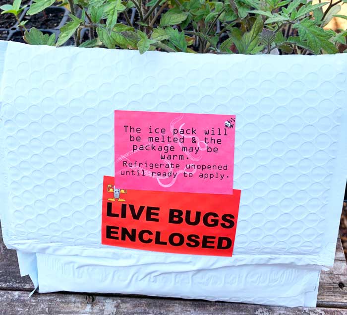 Our predatory nematodes arrive in the mail! We're pretty sure we're the only house on our street that gets insects in the mail.