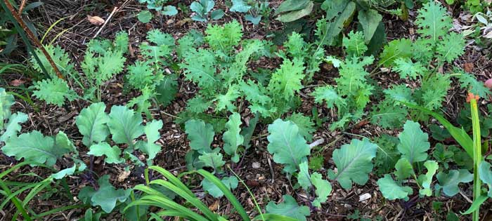 秋天移植(Kohlrabi,羽衣甘蓝,发芽的硬花甘蓝)在床上用木屑覆盖。没有覆盖物,这张床在几周内充满了杂草。