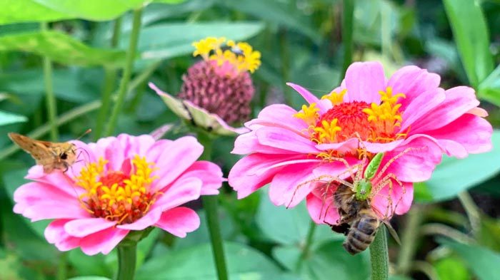 Honeybee Garden Natural Habita t main image 1
