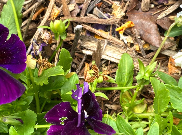 Are pansy flowers edible? Yes! Here’s how to grow and eat them