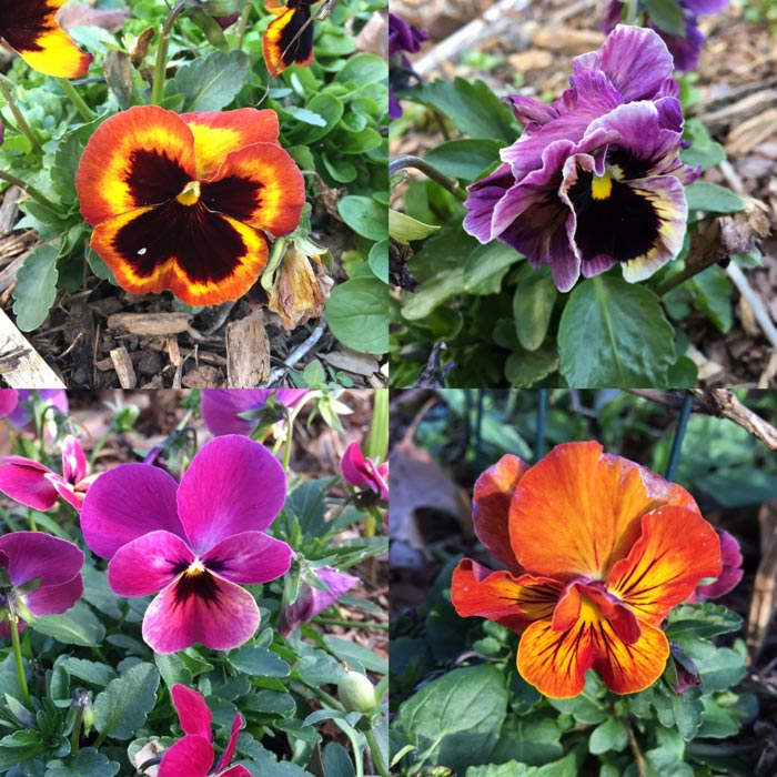 Are pansy flowers edible? Yes! Here’s how to grow and eat them