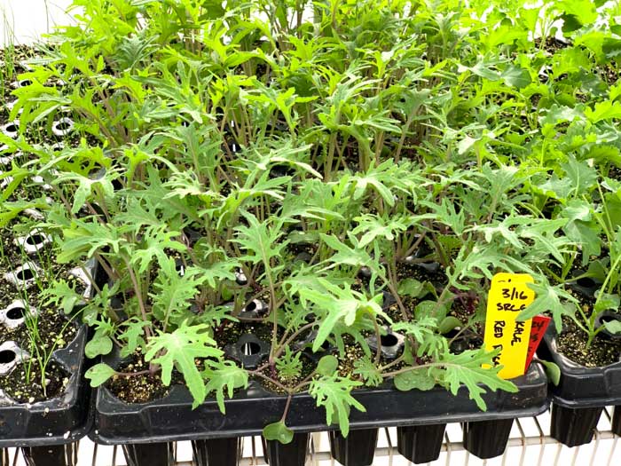 A mix of cool and warm weather seedlings were enjoying 75 degree temperatures inside Ryan's greenhouse when we visited on a partly cloudy 60 degree February day.