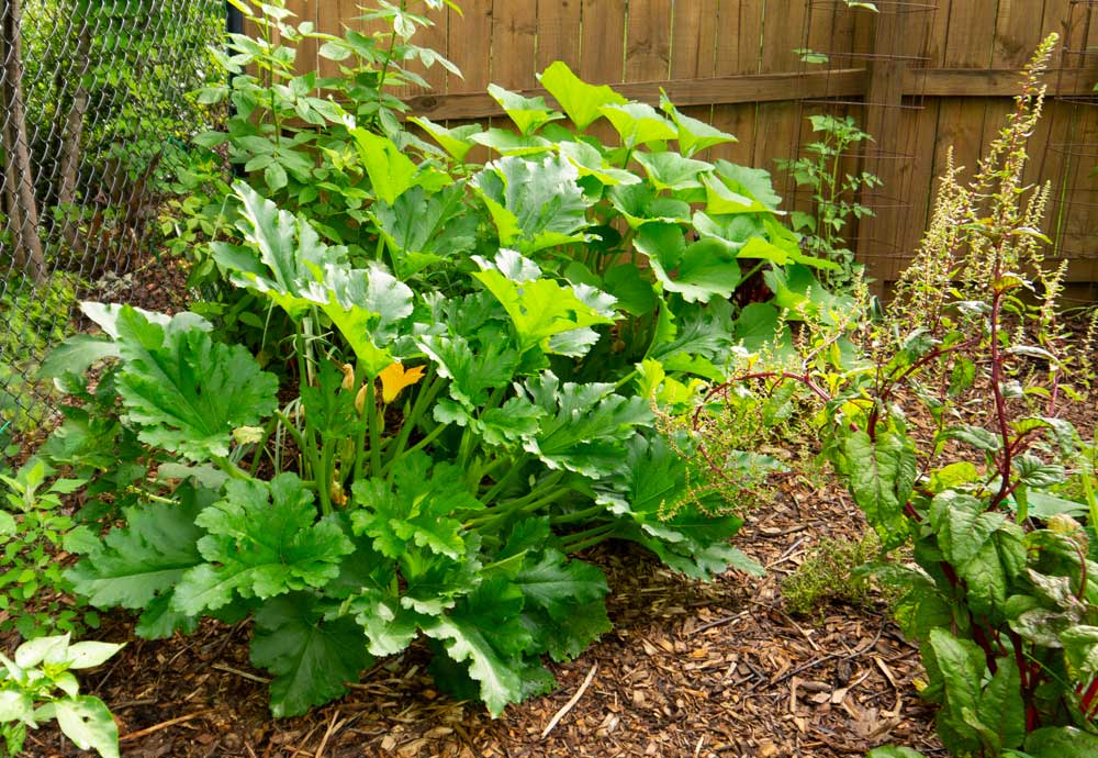 6 ways to prevent or stop squash vine borers GrowJourney