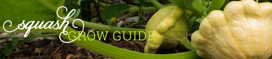 GrowGuide Squash GrowGuide 