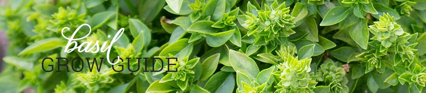 basil-grow-guide