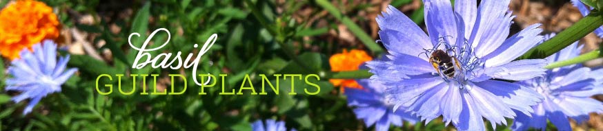basil guild plants, basil companion plants