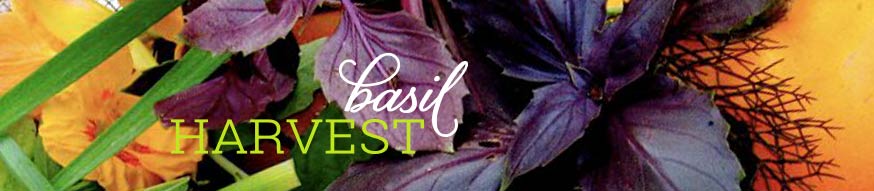 basil-harvesting