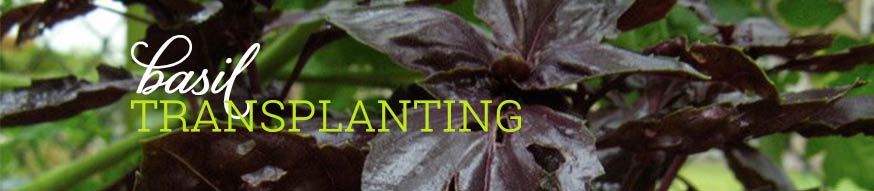basil transplanting