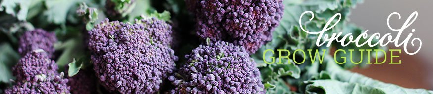 broccoli-grow-guide
