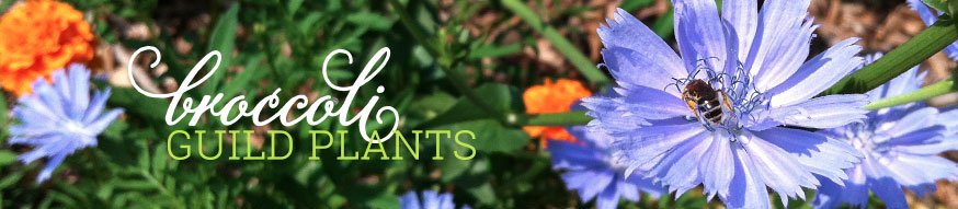 broccoli-guild-plants