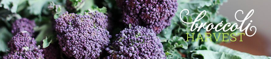 broccoli-harvesting