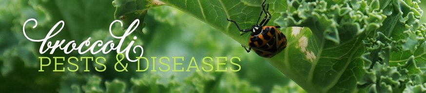 broccoli-pests-diseases