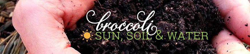 broccoli-sun-soil-water