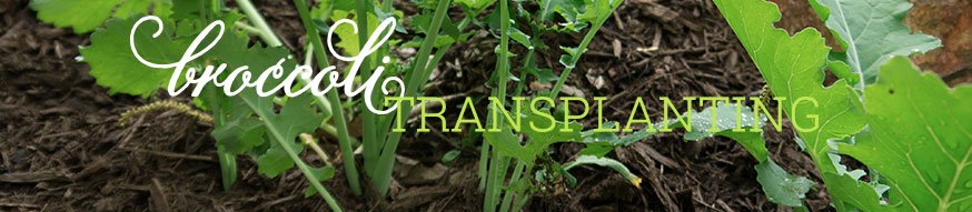 chard-transplanting
