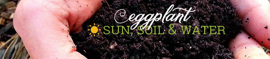 eggplant-sun-soil-water