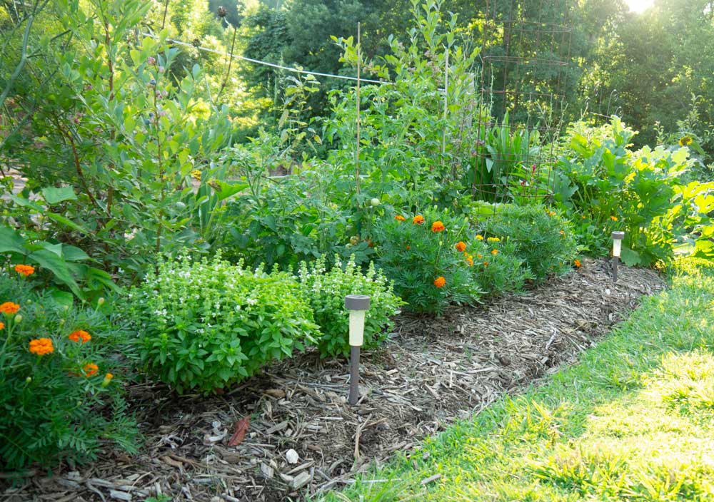 Dwarf 'Greek' basil and 'Gem' marigolds serve as the