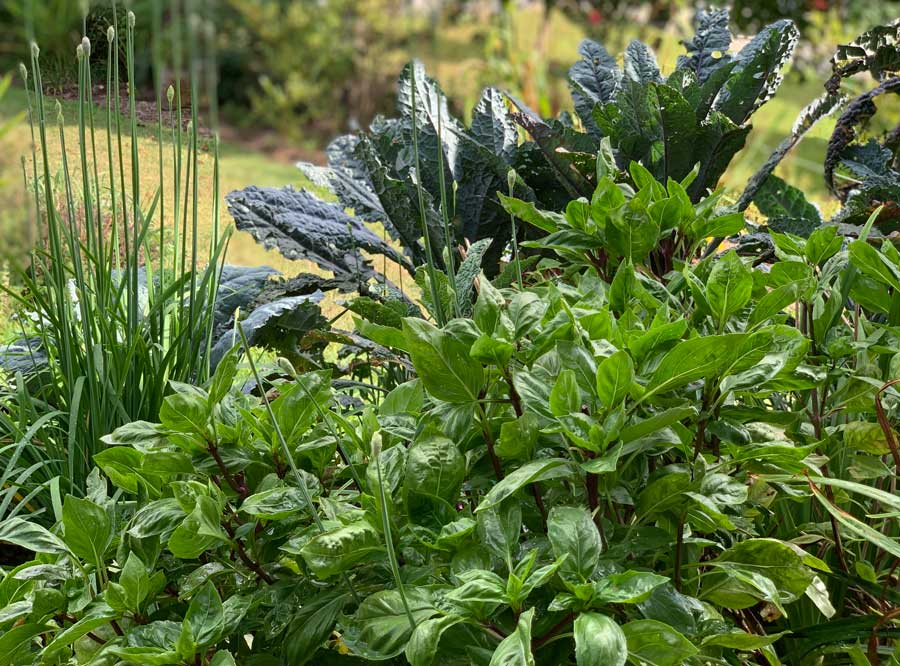 Basil is a gorgeous addition in an edible landscape. Basil looks beautiful when planted with the the spiky leaves and flower stalks of garlic chives, and the dusty blue-green leaves of lacinato kale.
