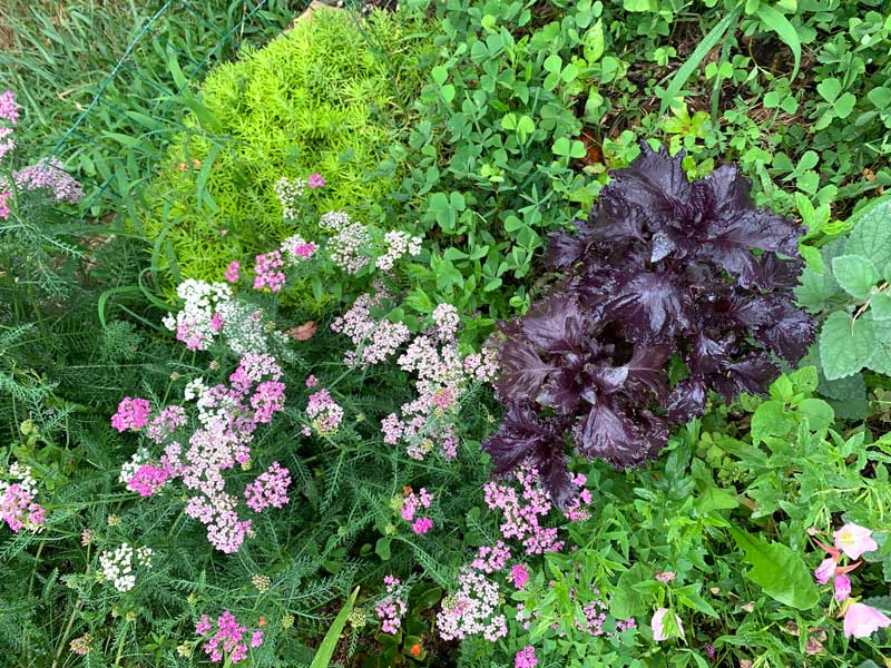 'How to grow basil in an organic, edible landscape. Rosie' basil planted with chartreuse sedums, pink yarrow, and a bright green ground cover, Sushni (also called Waterclover, Fern clover, and Sak)